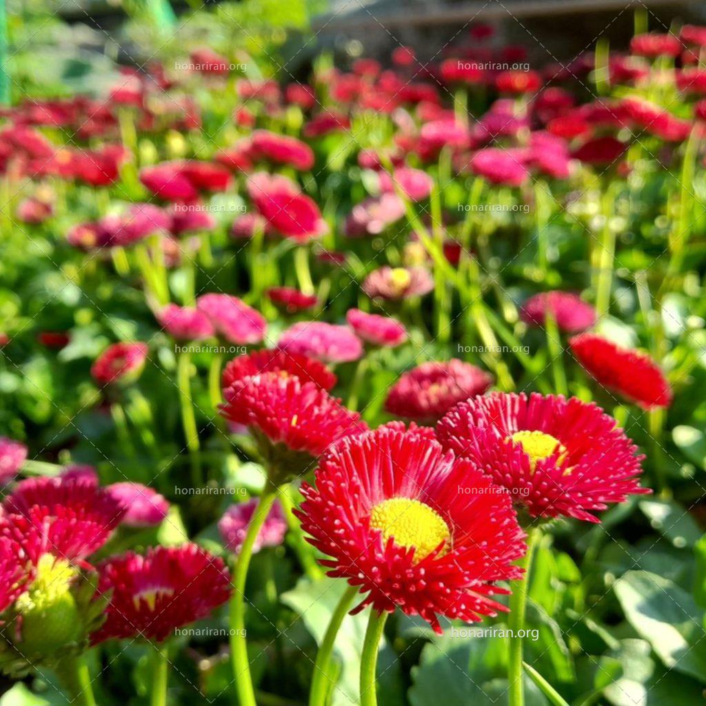 قطعه عکس گل و طبیعت