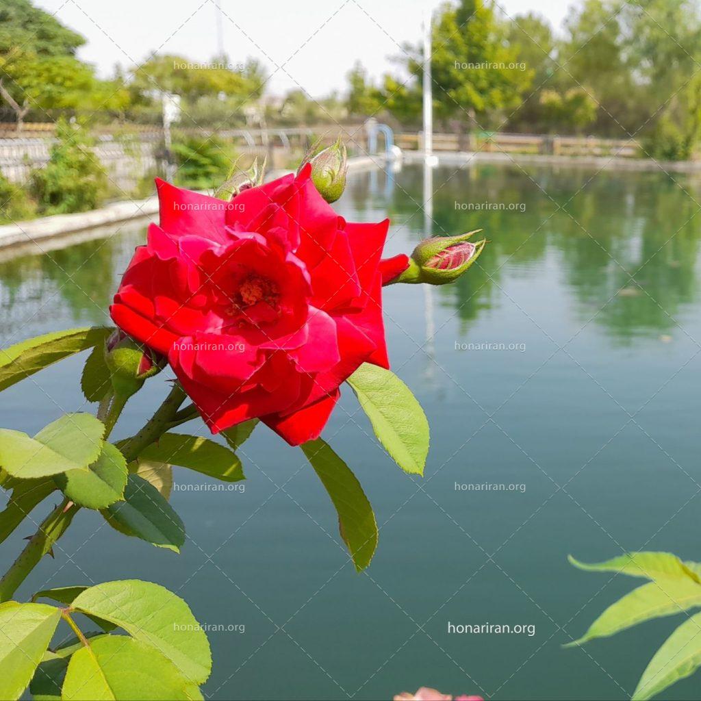 قطعه عکس گل بهاری