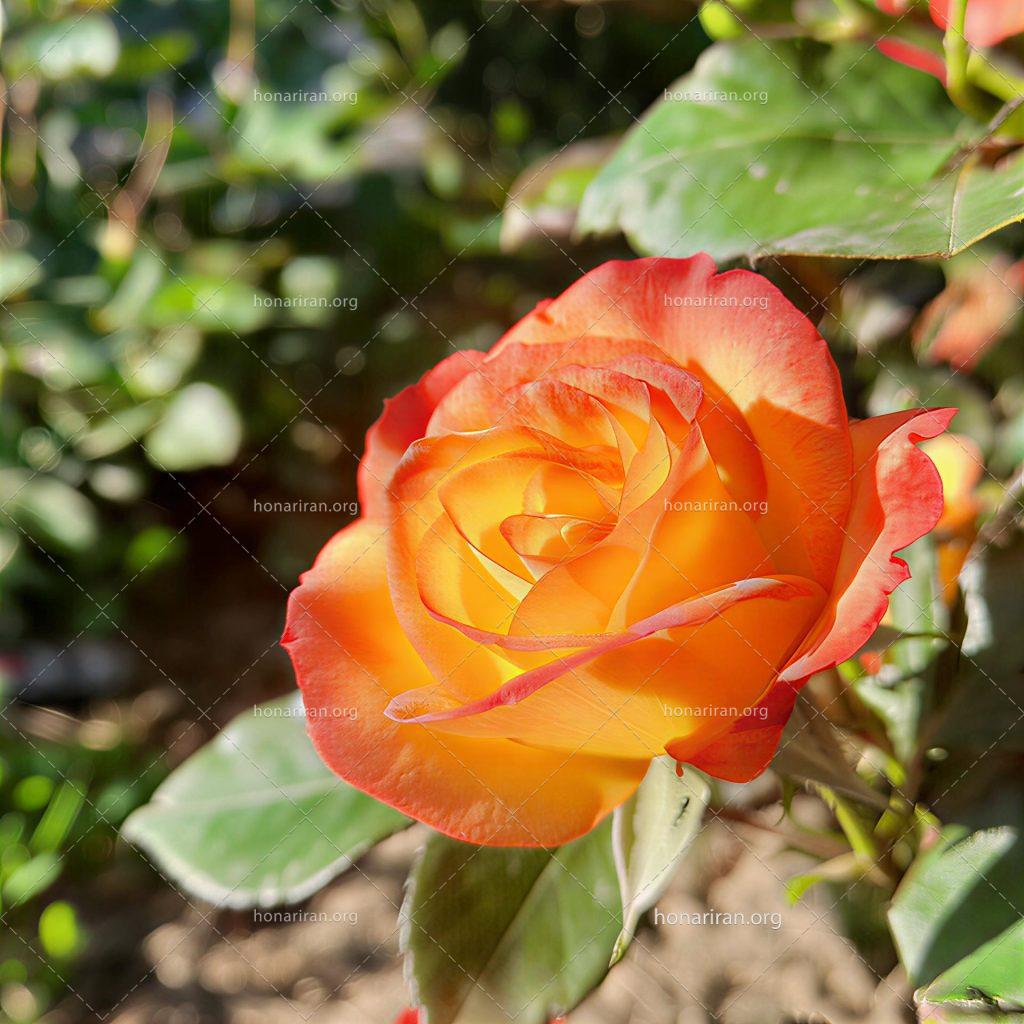 قطعه عکس گل رز زیبا