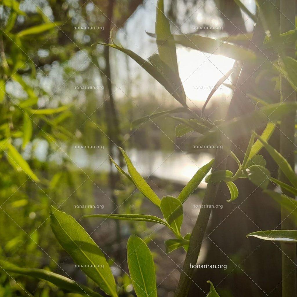 قطعه عکس درخت و خورشید