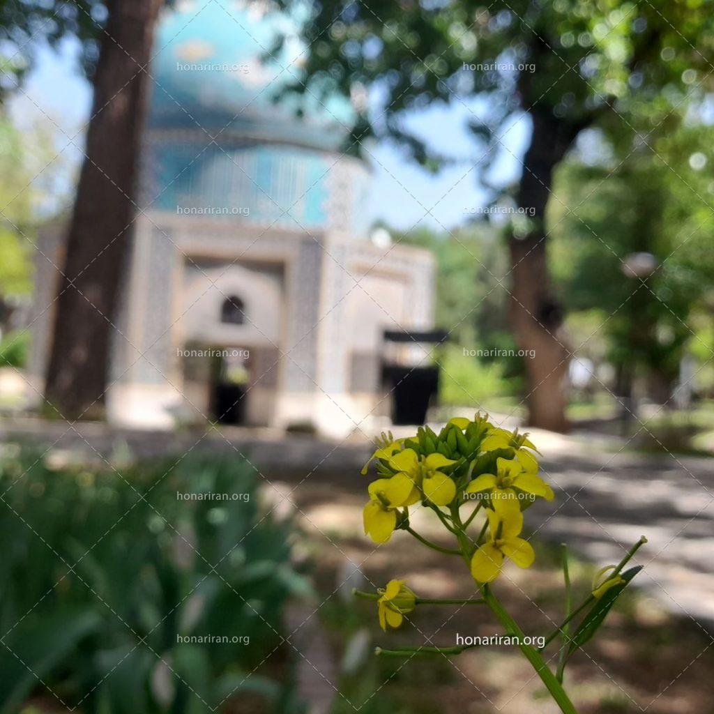 قطعه عکس گل زیبا در آرامگاه