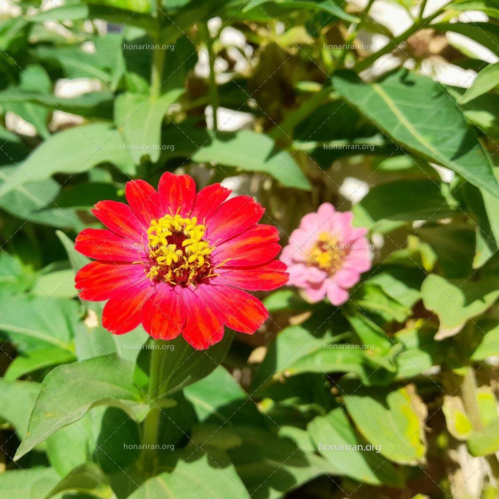 قطعه عکس گل و برگ ها