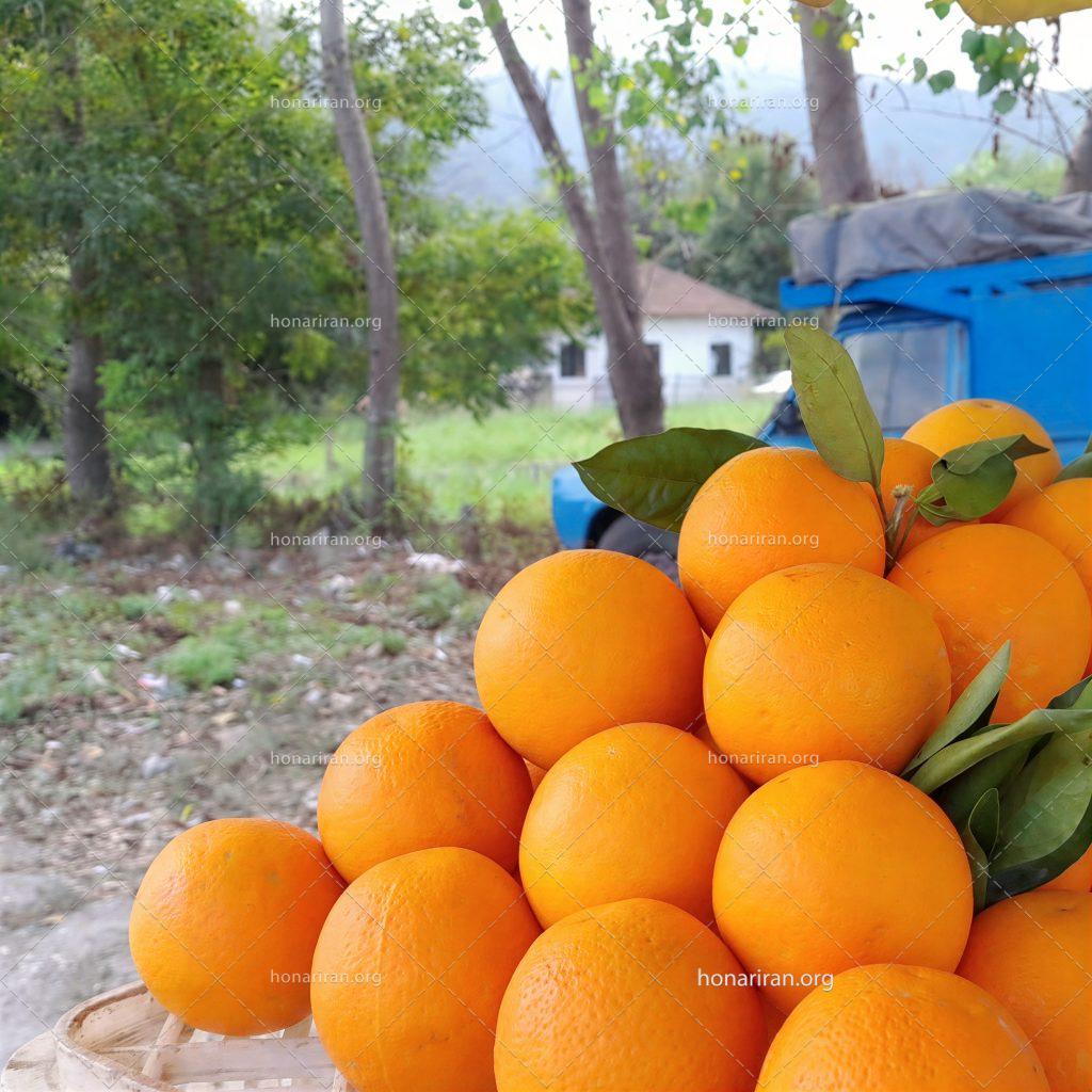 قطعه عکس میوه ها در طبیعت