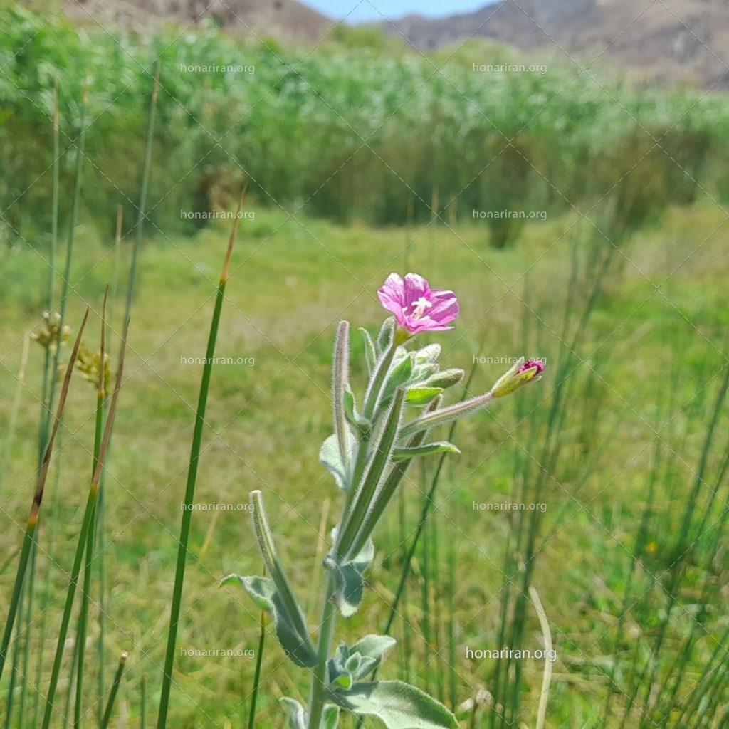 قطعه عکس گل در چمن