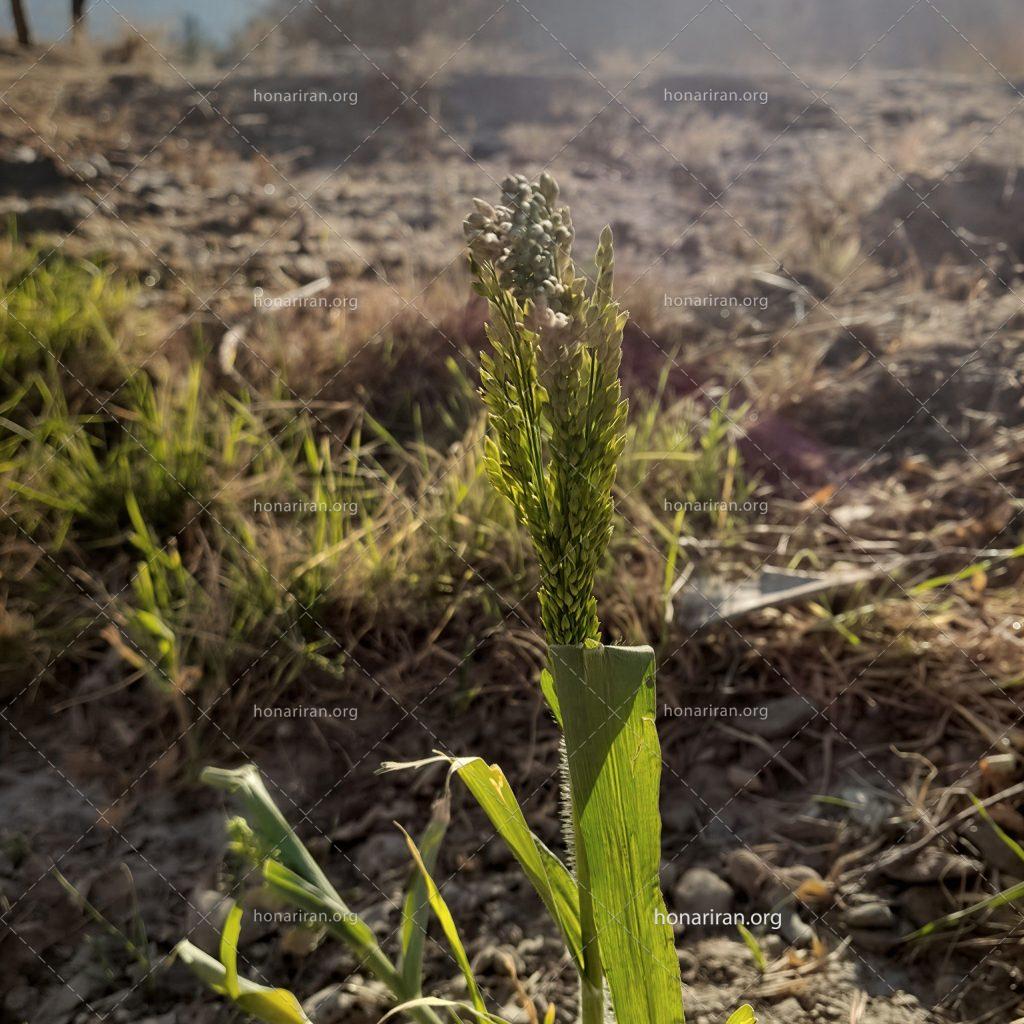 قطعه عکس گیاه زیبا