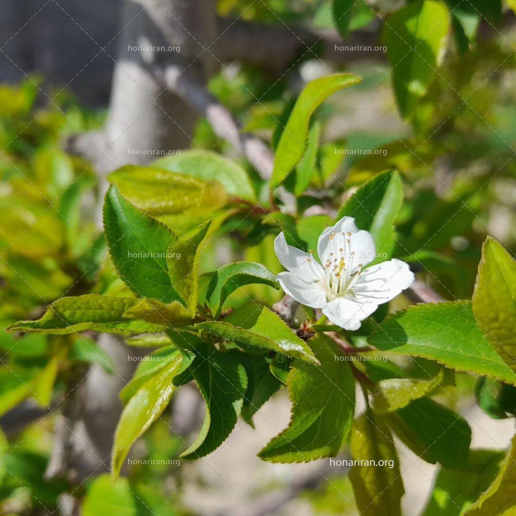 قطعه عکس شکوفه بهاری