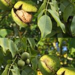 قطعه عکس گردوی سبز