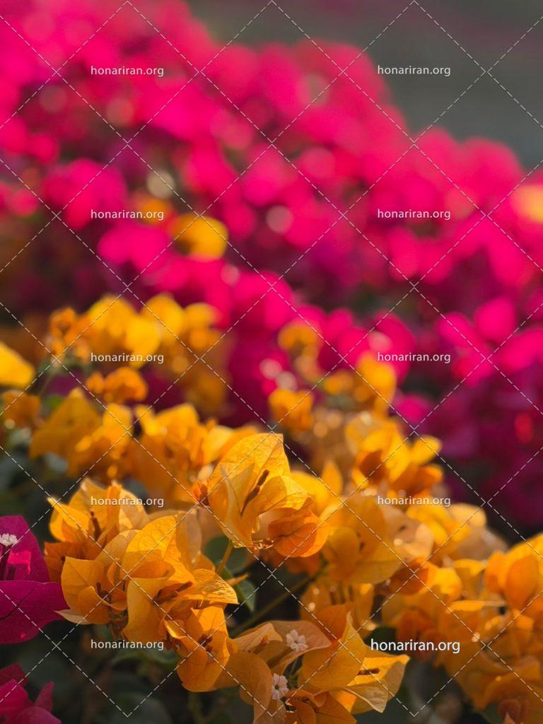 قطعه عکس گلهای پارک دبی