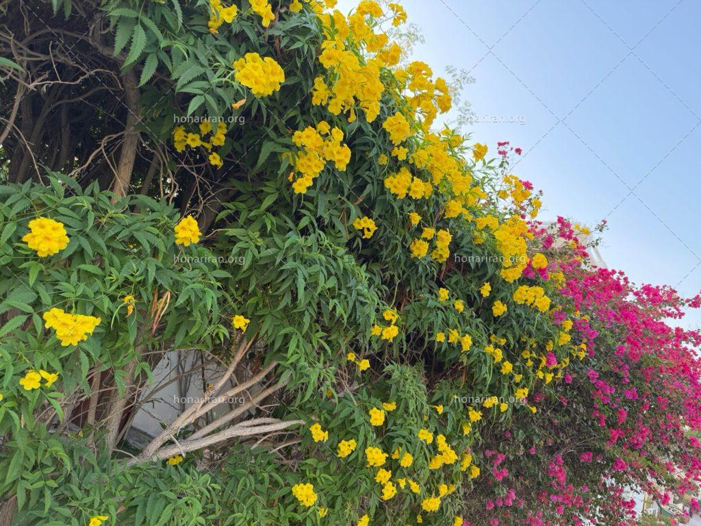 قطعه عکس گل های زیبا