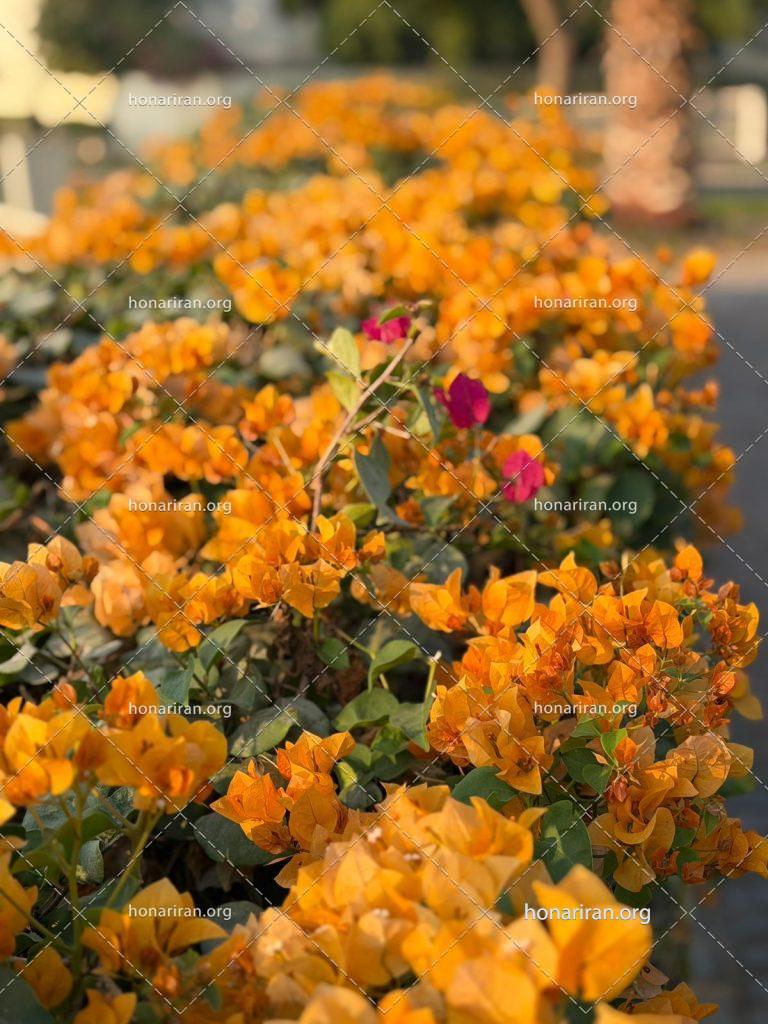 قطعه عکس گلهای پارک زرد رنگ