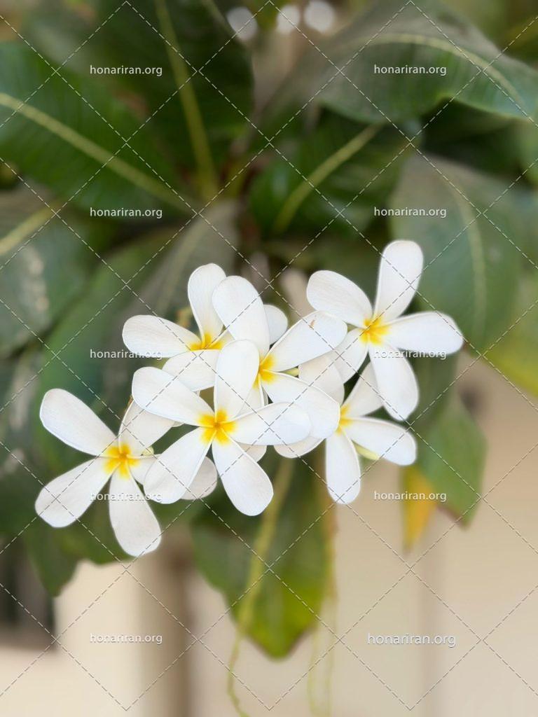 قطعه عکس گل‌های زیبا