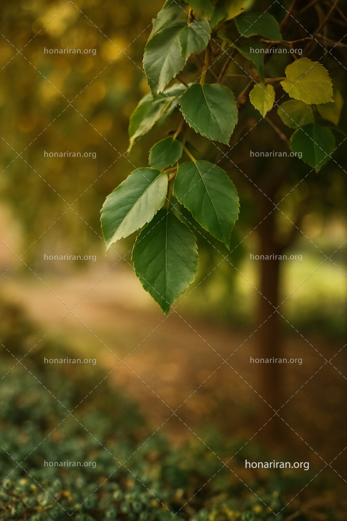 قطعه عکس سکوت سبز