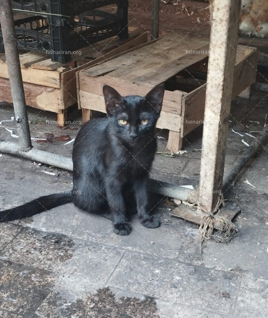 قطعه عکس گربه سیاه