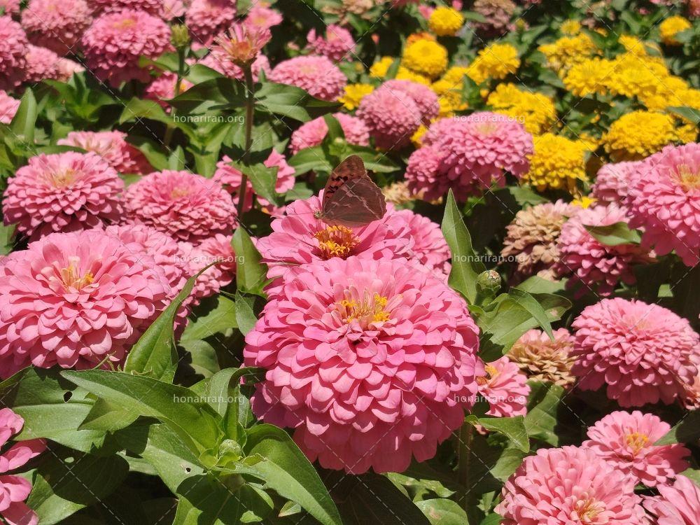 قطعه عکس گل های رنگی زیبا و پروانه در آفتاب تابستانی