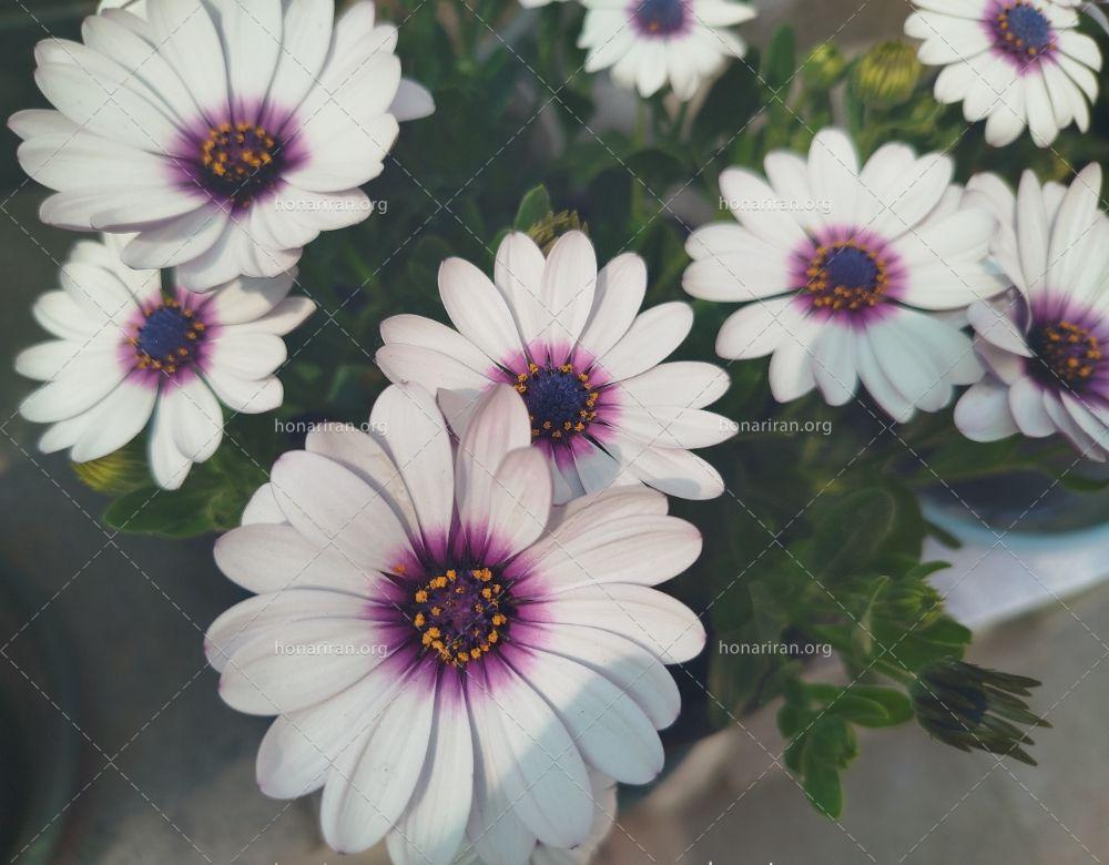 قطعه عکس گل های سفید زیبا در صبح تابستانی