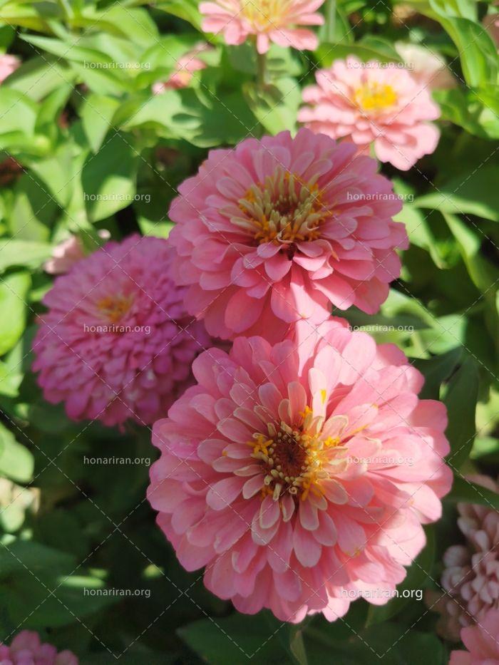 قطعه عکس گل های صورتی از نمایی نزدیک در آفتاب تابستان