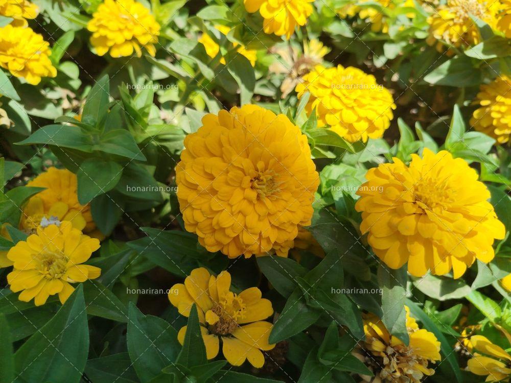 قطعه عکس گل‌های زرد در آفتاب زرد تابستانی