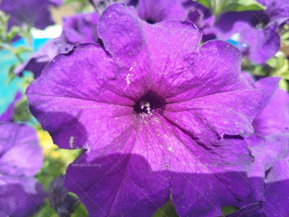 قظطعه عکس گل زیبای بنفش در صبح تابستانی