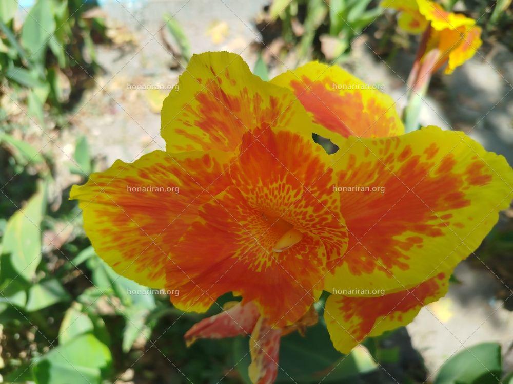 قطعه عکس گلی رنگارنگ در باغ آفتاب تابستانی