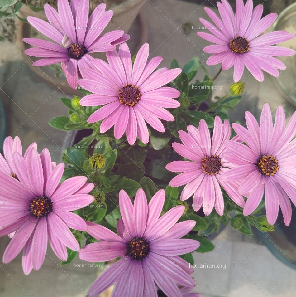 قطعه عکس گل های زیبای صورتی در صبحی آفتابی