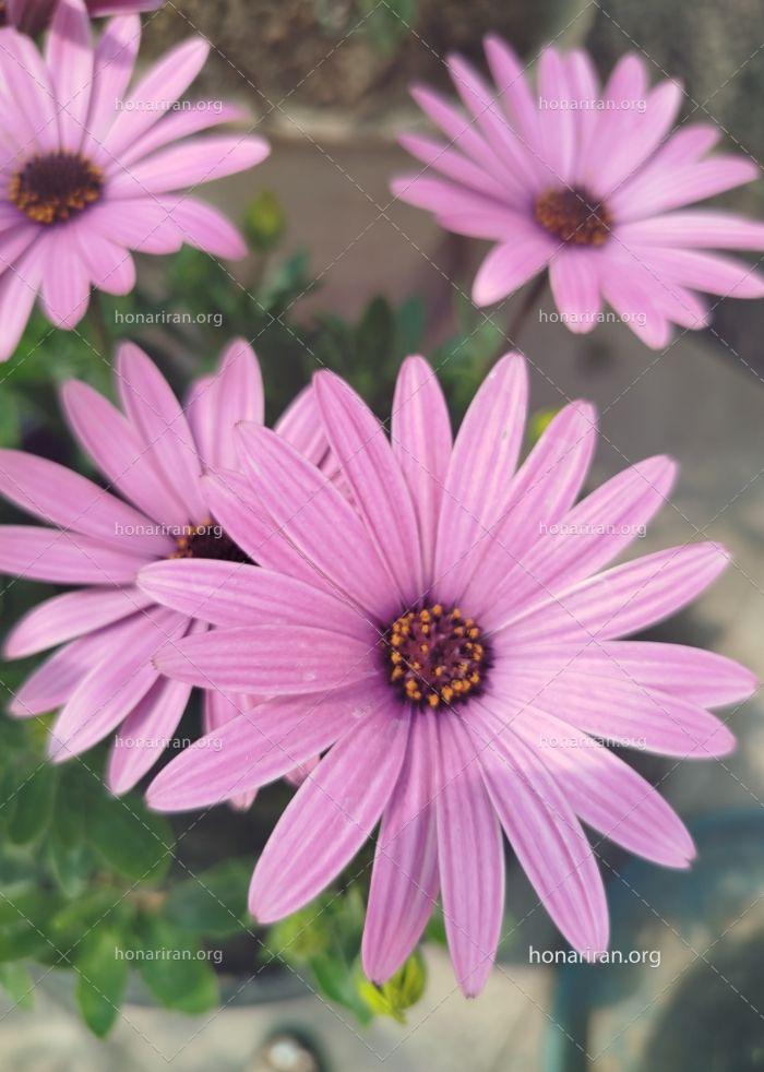 قطعه عکس گل های صورتی در صبح تابستانی