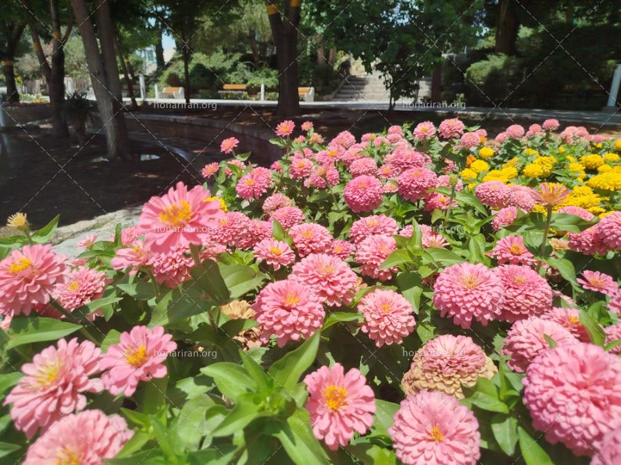 باغ گل‌های رنگی اصفهان