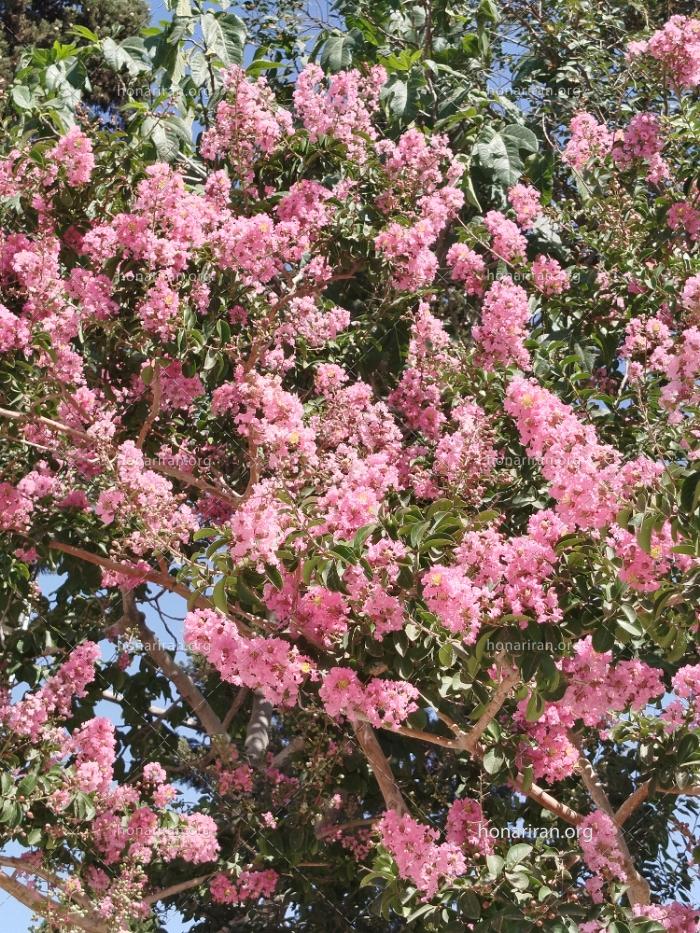 قطعه عکس شکوفه‌های زیبای بهاری