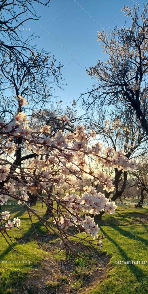 قطعه عکس شکوفه های بادام