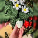 بوته توت فرنگی تزئینی مخملی