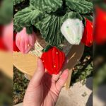 بوته توت فرنگی تزئینی مخملی