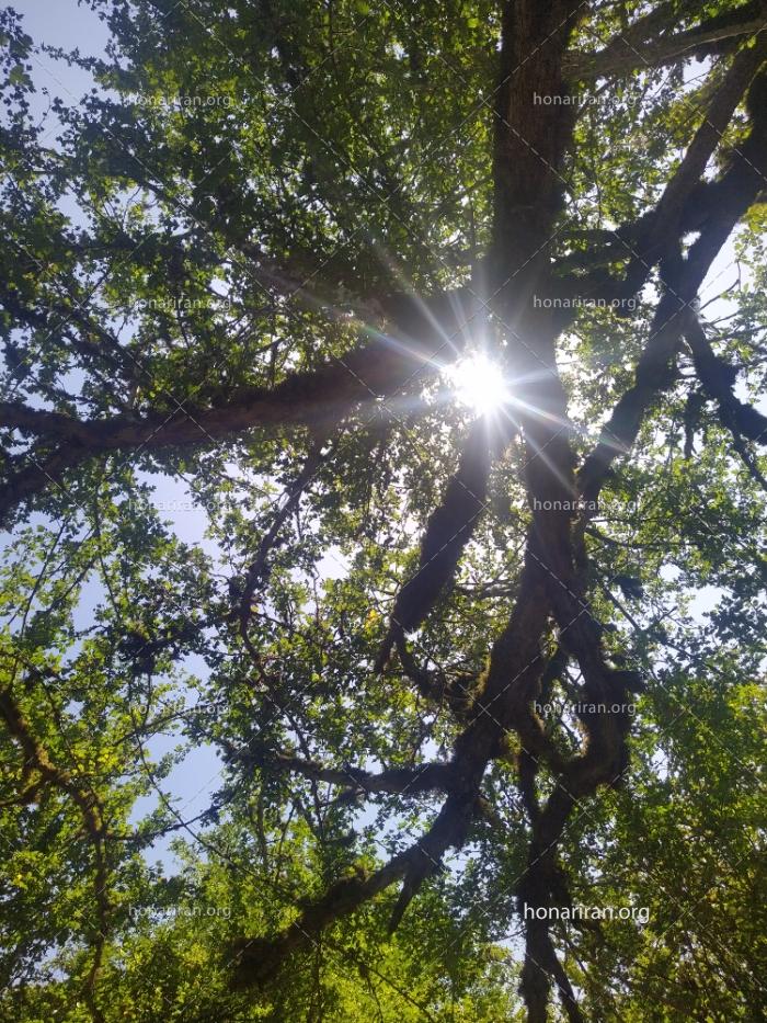 قطعه عکس پرتوی آفتاب از میان درختان