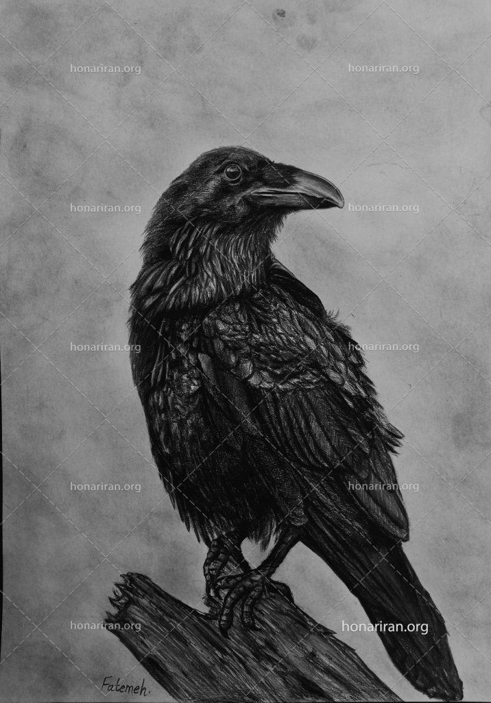 نقاشی سیاه قلم «کلاغ»