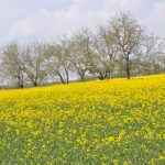 قطعه عکس طبیعت بهاری