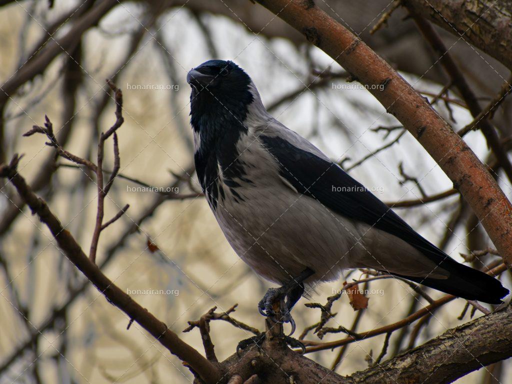 قطعه عکس کلاغ پرنده