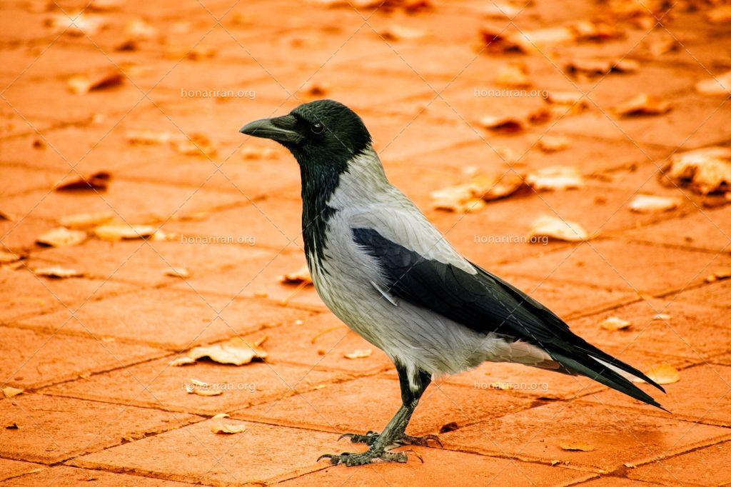 قطعه عکس پاییزی کلاغ