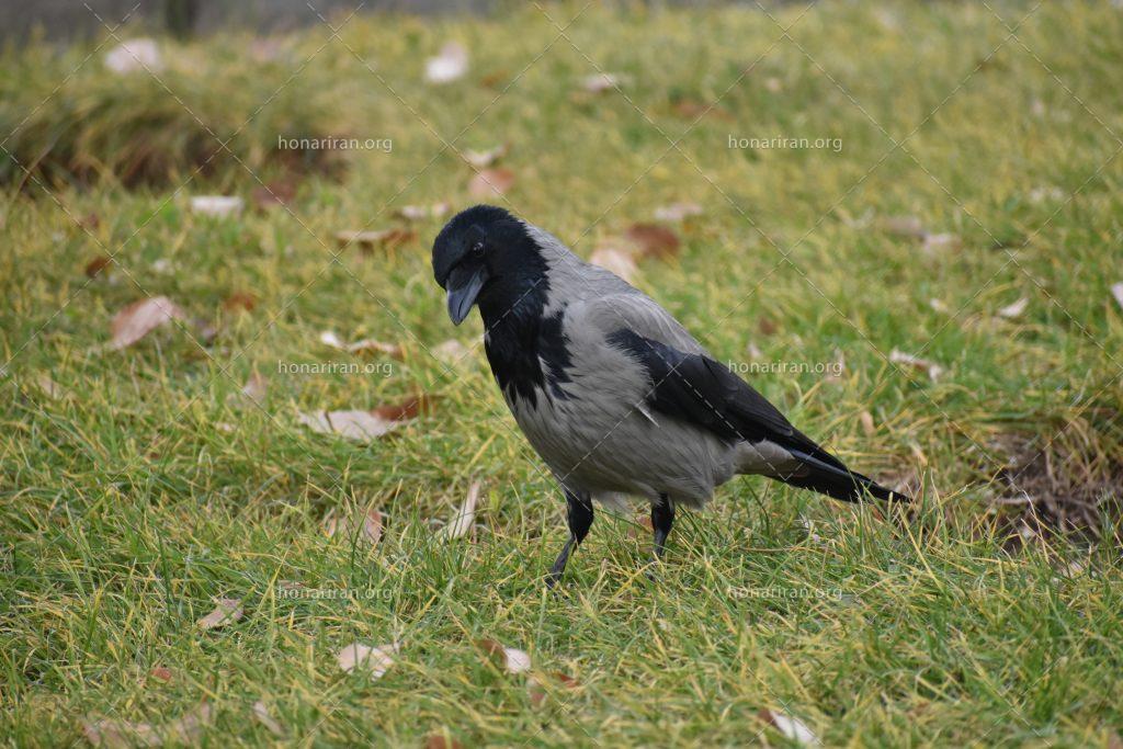 قطعه عکس کلاغ زیبا