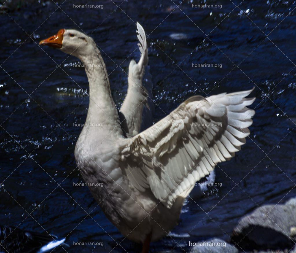 قطعه عکس غاز سفید