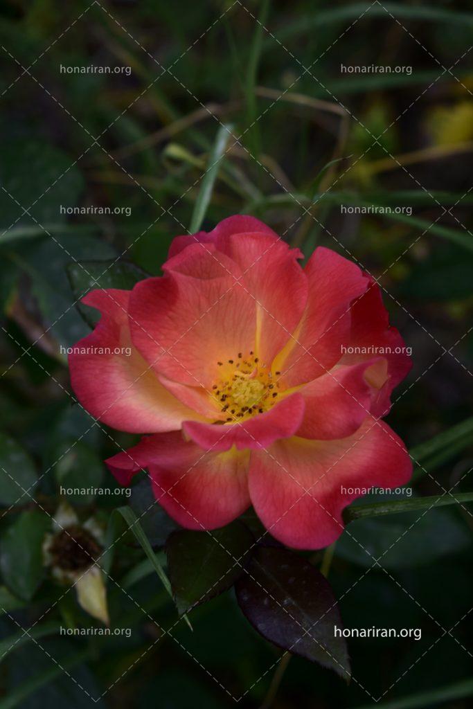 قطعه عکس گل رز