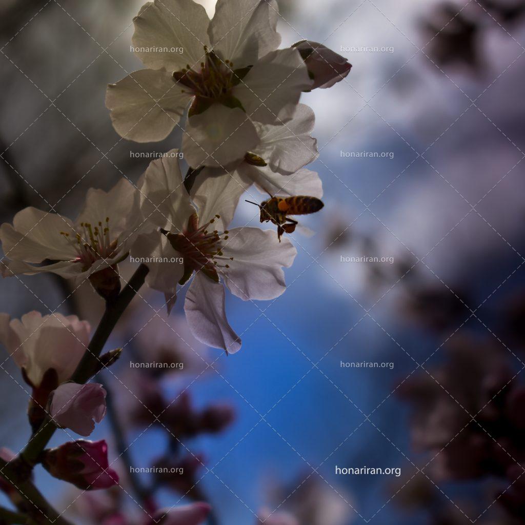 قطعه عکس زنبور عسل