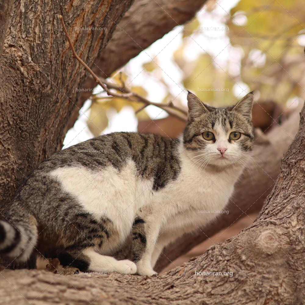 قطعه عکس گربه اهلی