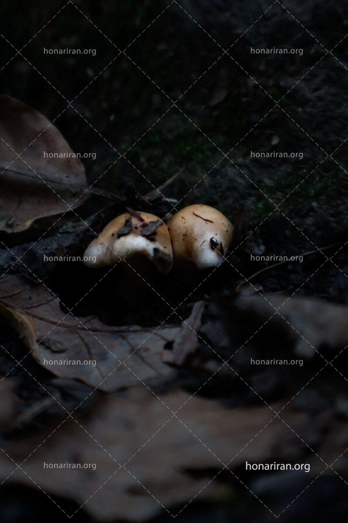 قطعه عکس سگ خاموش