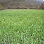 قطعه عکس طبیعت بهاری