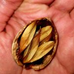 کارهنری رزین، قایق گردویی