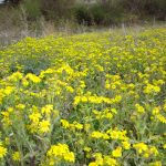 قطعه عکس طبیعت بهاری