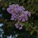 قطعه عکس طبیعت بهاری