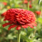 قطعه عکس طبیعت بهاری