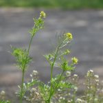 قطعه عکس طبیعت بهاری