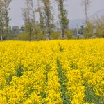 قطعه عکس طبیعت بهاری