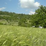 قطعه عکس طبیعت بهاری