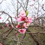 قطعه عکس طبیعت بهاری